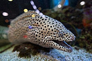 樱井政博领衔担任2022游戏设计师大奖审查长